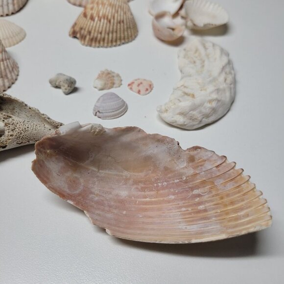 Seashell Nautical Decor Lot Mixed Sizes Half Clam Pieces Broken Parts Crafting - Picture 7 of 13
